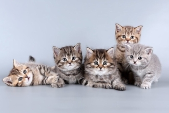 猫の体型を分類する『ボディタイプ』6つ　種類ごとの特徴や当てはまる猫種もご紹介