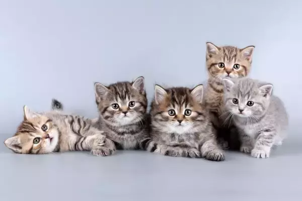猫の体型を分類する『ボディタイプ』6つ　種類ごとの特徴や当てはまる猫種もご紹介