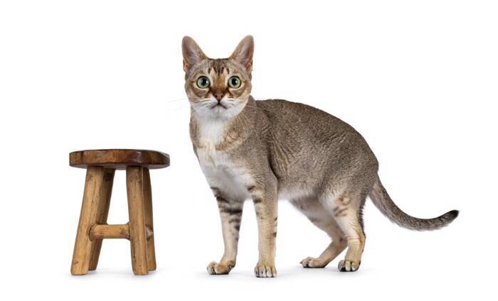 猫の体型を分類する『ボディタイプ』6つ　種類ごとの特徴や当てはまる猫種もご紹介