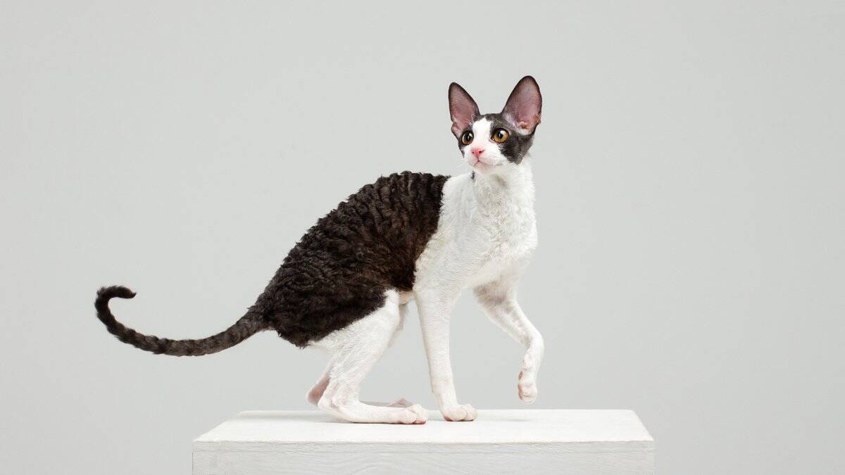 猫の体型を分類する『ボディタイプ』6つ　種類ごとの特徴や当てはまる猫種もご紹介