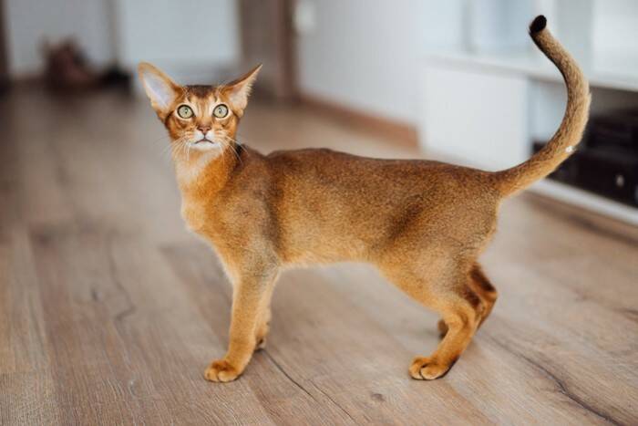 猫の体型を分類する『ボディタイプ』6つ　種類ごとの特徴や当てはまる猫種もご紹介