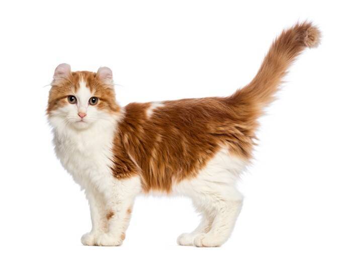 猫の体型を分類する『ボディタイプ』6つ　種類ごとの特徴や当てはまる猫種もご紹介