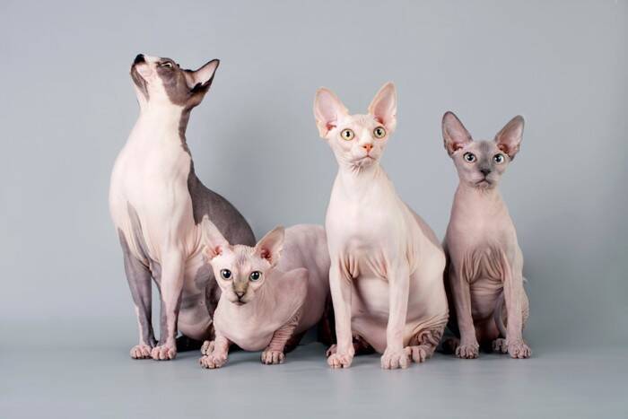 猫の体型を分類する『ボディタイプ』6つ　種類ごとの特徴や当てはまる猫種もご紹介