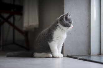 猫を『孤独な気持ち』にさせてしまう飼い主の行動5選　避けるべき理由や適切な接し方とは