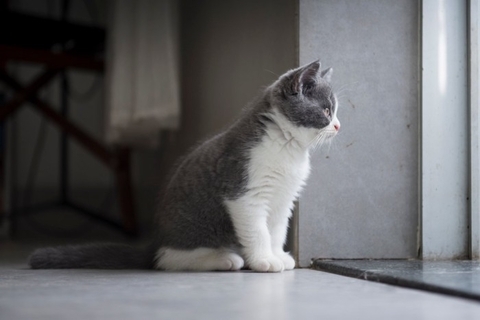 猫を『孤独な気持ち』にさせてしまう飼い主の行動5選　避けるべき理由や適切な接し方とは