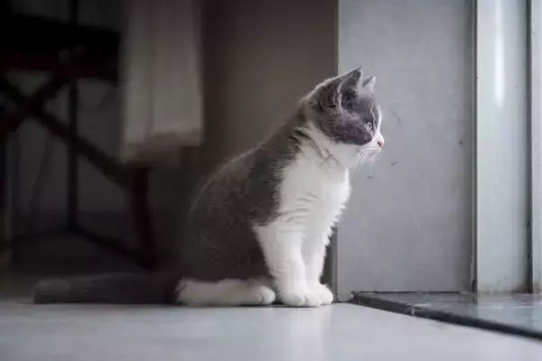 猫を『孤独な気持ち』にさせてしまう飼い主の行動5選　避けるべき理由や適切な接し方とは