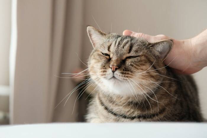 猫を『孤独な気持ち』にさせてしまう飼い主の行動5選　避けるべき理由や適切な接し方とは