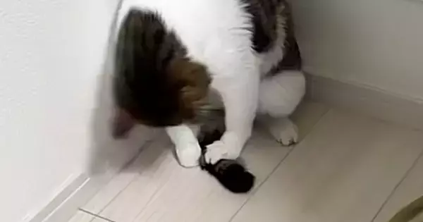 猫が必死になって『自分のしっぽ』を捕まえようとした結果…まさかの光景に２万いいね「柔道の受け身ｗ」「動きが綺麗すぎるｗ」と爆笑の声