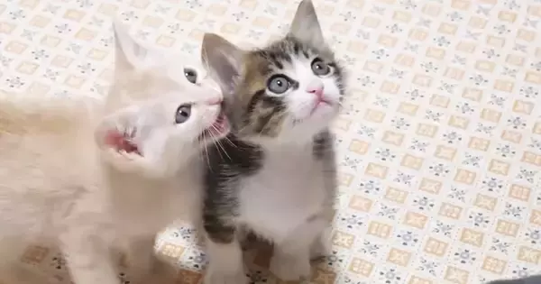 ご飯の準備に気づいた子猫たち→大きな声で鳴き始めて…悶絶必至の『全力アピール』が47万再生「カワイイの暴力」「た、たまらん」