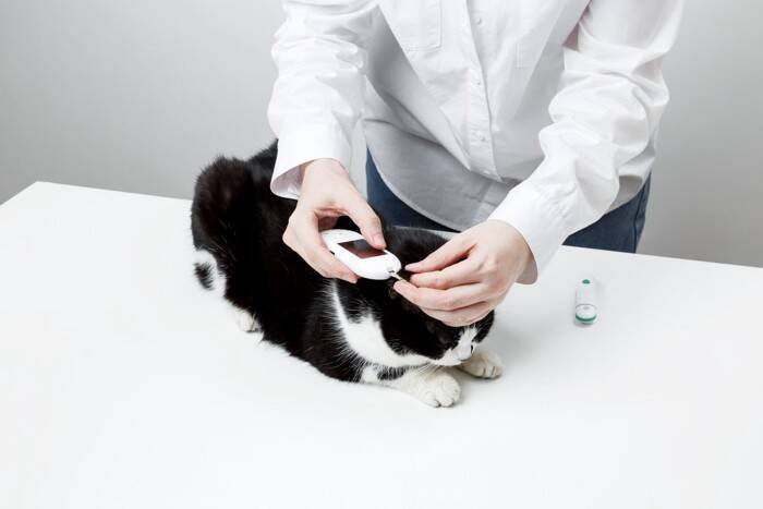 猫の『視力低下』の原因となる病気3選　目が見えていないときのサインや予防策まで解説