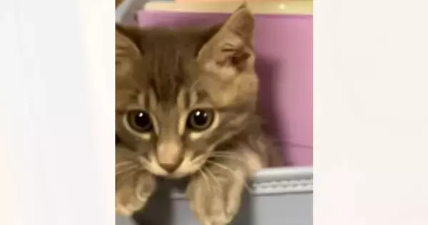 ランドセルを開けると中に入っていた『子猫』が…思わず笑みがこぼれる『可愛らしいリアクション』に「あーやば」「めちゃくそ可愛い」と反響