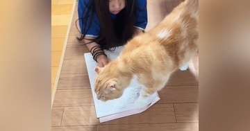 宿題をしたい女の子→かまってモード全開の猫がやって来て…笑わずにはいられない『戦い』が10万再生「最後笑ったｗ」「わざとでしょｗ」