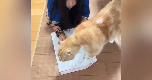 宿題をしたい女の子→かまってモード全開の猫がやって来て…笑わずにはいられない『戦い』が10万再生「最後笑ったｗ」「わざとでしょｗ」