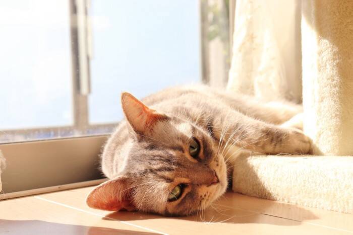 猫が『床に落ちている』姿を目撃できるシーン3つ　起こりやすい場所や気をつけたいことも