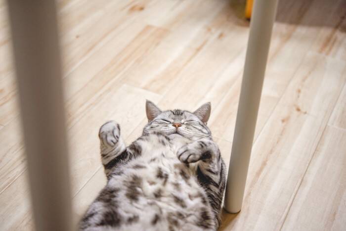 猫が『床に落ちている』姿を目撃できるシーン3つ　起こりやすい場所や気をつけたいことも