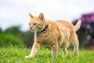 みんなを笑顔にする「放浪猫」→カフェや映画館に出入りし、街で出会った飼い主さんも無視する「マイペースぶり」で大人気　英国