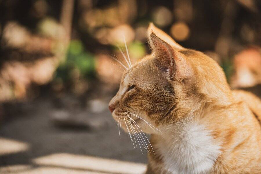 みんなを笑顔にする「放浪猫」→カフェや映画館に出入りし、街で出会った飼い主さんも無視する「マイペースぶり」で大人気　英国