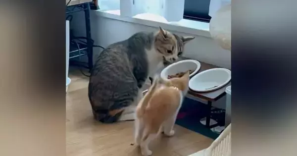 食事中に近づいて『先住猫に怒られていた子猫』→２年後…驚きのビフォーアフターが12万再生「でけぇｗｗ」「すごい小さかったのにｗ」と話題