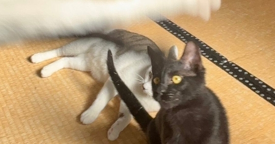 猫たちを撮影していると、とんでもない写り方をして…狙っても撮れない『まさかの瞬間』に「ありえない光景ｗｗ」「奇跡」と３万いいね