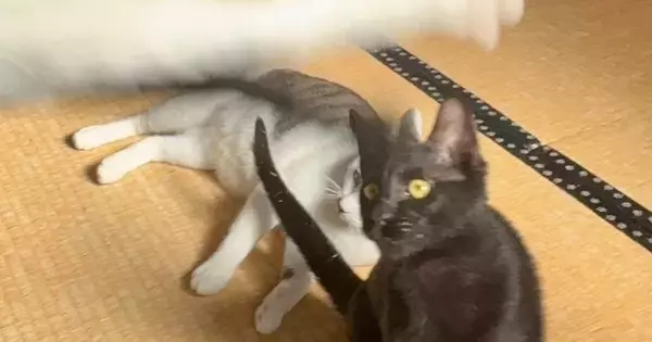 猫たちを撮影していると、とんでもない写り方をして…狙っても撮れない『まさかの瞬間』に「ありえない光景ｗｗ」「奇跡」と３万いいね