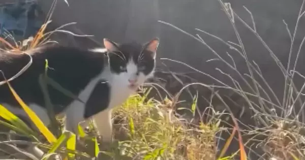 農作業中に現れた『ガリガリの野良猫』→声をかけてみると…涙あふれる展開に「心が通じたんだね」「本当にありがとう」と11万再生
