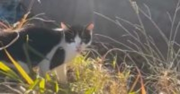 農作業中に現れた『ガリガリの野良猫』→声をかけてみると…涙あふれる展開に「心が通じたんだね」「本当にありがとう」と11万再生