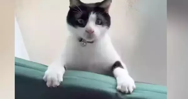 クッションと壁の隙間に挟まった猫→よじ登ろうとした結果…可愛すぎる展開に「ゆっくりいなくなったｗ」「予想以上で愛おしい」と反響