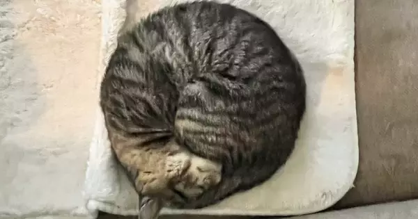 丸まって寝ている猫を撮影→『線で囲ってみた』結果…完璧すぎるフォルムに１万いいね「見事な丸み」「綺麗なアンモニャイト」と絶賛