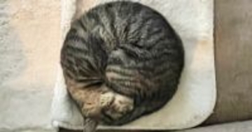 丸まって寝ている猫を撮影→『線で囲ってみた』結果…完璧すぎるフォルムに１万いいね「見事な丸み」「綺麗なアンモニャイト」と絶賛