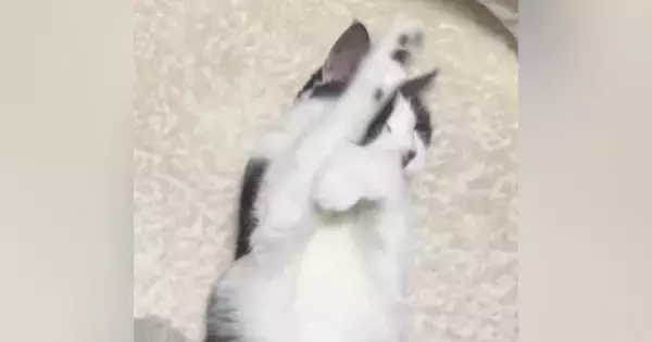 家猫になって手に入れた『穏やかな居場所』…元野良猫が過ごす何気ない一日が24万再生「すっかり家猫ちゃんｗ」「大切にされているのが分かる」