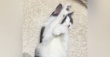 家猫になって手に入れた『穏やかな居場所』…元野良猫が過ごす何気ない一日が24万再生「すっかり家猫ちゃんｗ」「大切にされているのが分かる」