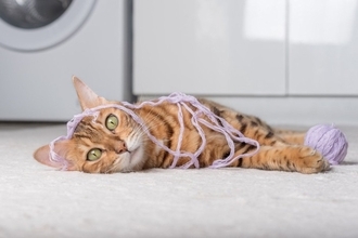 『キャット』が使われている英単語・ことわざ7選　なぜ猫が登場するの？意外な由来もご紹介
