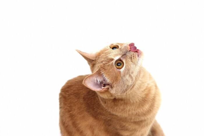 『キャット』が使われている英単語・ことわざ7選　なぜ猫が登場するの？意外な由来もご紹介
