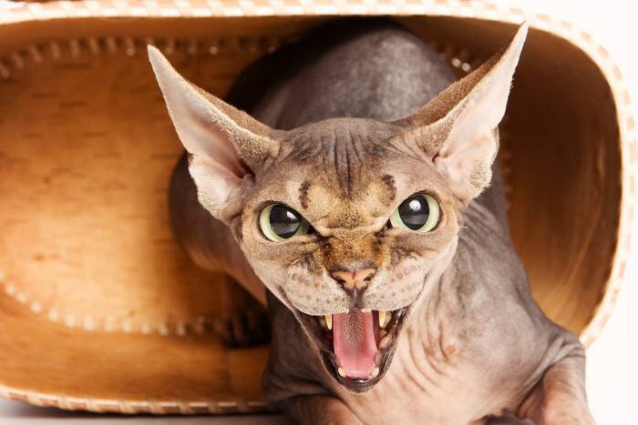 『キャット』が使われている英単語・ことわざ7選　なぜ猫が登場するの？意外な由来もご紹介