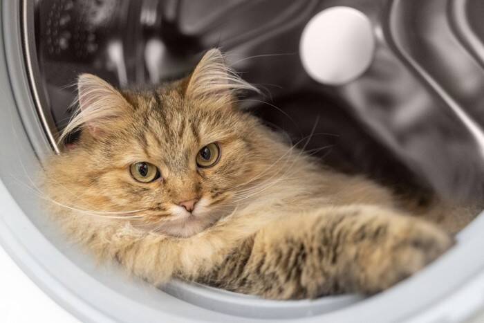 『キャット』が使われている英単語・ことわざ7選　なぜ猫が登場するの？意外な由来もご紹介