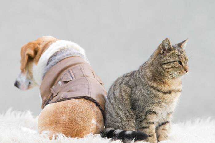 『キャット』が使われている英単語・ことわざ7選　なぜ猫が登場するの？意外な由来もご紹介