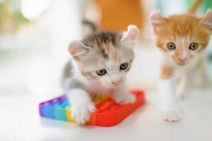 『キャット』が使われている英単語・ことわざ7選　なぜ猫が登場するの？意外な由来もご紹介