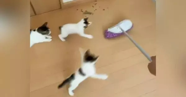 モップ掛けをしていると、『子猫たち』が…全力で追いかけ始める『可愛い光景』に爆笑「全然掃除できてないｗ」「最後で吹いたｗ」と34万再生