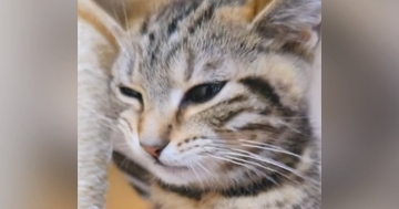 『口をもごもごと動かす子猫』を撮影していると…思いもよらない『貴重な瞬間』が57万再生「初めて見た」「目撃はできても撮るのは難しい」