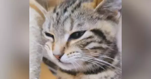 『口をもごもごと動かす子猫』を撮影していると…思いもよらない『貴重な瞬間』が57万再生「初めて見た」「目撃はできても撮るのは難しい」