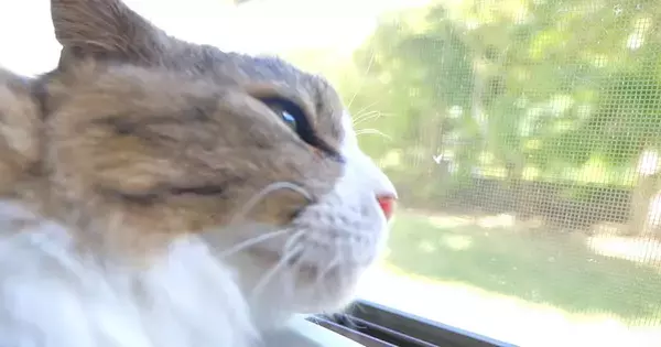 暑さ対策で猫たちのために『ひんやりグッズ』を用意してみたら…ほっこりする展開に「幸せな気持ちになった」「可愛いし羨ましいｗ」と反響