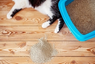 『猫砂の飛び散り』に困ったら試したい対策方法5つ　散らかりやすい理由や習性についても解説
