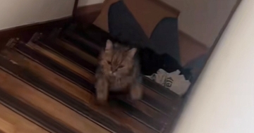 階段を上ってくる猫→『なんか違和感ある』と思ったら…思わず2度見する『器用なステップ』が13万再生「空中ウォークみたいｗ」「天才ｗ」
