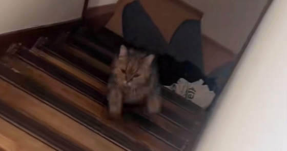 階段を上ってくる猫→『なんか違和感ある』と思ったら…思わず2度見する『器用なステップ』が13万再生「空中ウォークみたいｗ」「天才ｗ」
