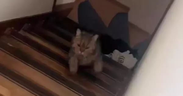 階段を上ってくる猫→『なんか違和感ある』と思ったら…思わず2度見する『器用なステップ』が13万再生「空中ウォークみたいｗ」「天才ｗ」