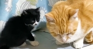 出窓で過ごす子猫のもとに先住猫がやってきた結果…微笑ましすぎる光景に「なんとも可愛らしいｗ」「みんなと遊びたかったのねｗ」と反響