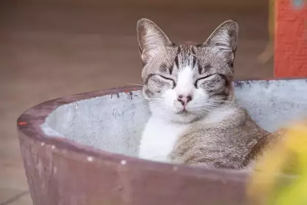 「からっぽの浴槽」だけが安らげる場所…さみしげなバスタブ猫にネット民も涙　シンガポール