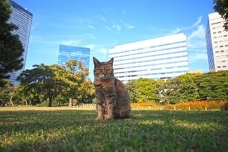 「団地で猫2匹までは飼育してOK」シンガポールの新制度が、かえって捨て猫の増加を招く事態に