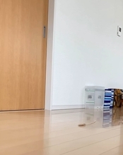 紙袋を着るのが好きな猫→おしゃれすぎる姿と『まさかの笑える行動』に11万いいね「流れるような一連の動作ｗ」「当然の如く着こなすｗ」