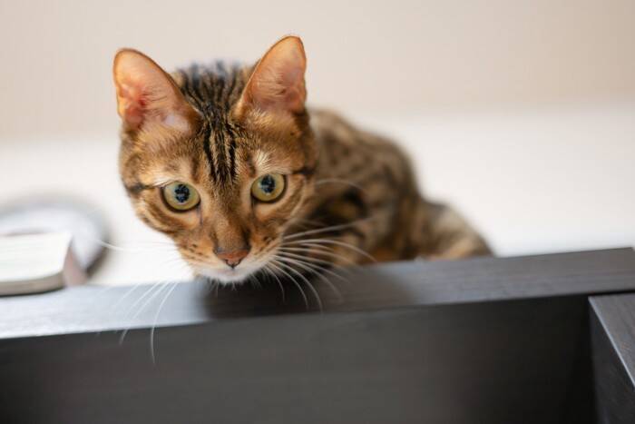 猫が高い場所から『降りられなくなる』理由3選　自分で登ったのに…？気になる心理まで解説